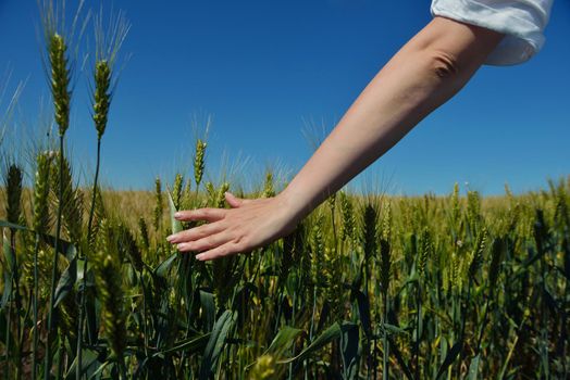 Hand in wheat field. Harvest and gold food agriculture  concept