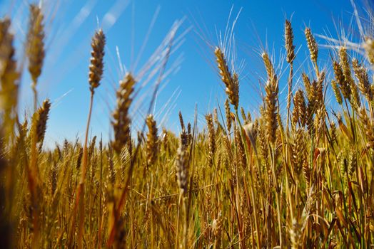 Golden wheat field with blue sky in background