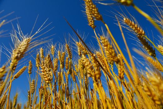 Golden wheat field with blue sky in background