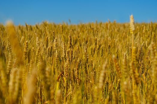 Golden wheat field with blue sky in background