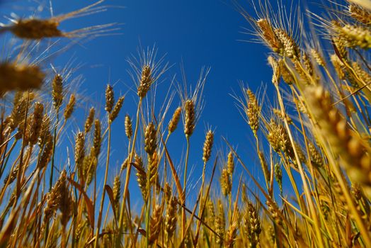 Golden wheat field with blue sky in background