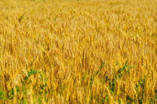 Golden wheat field with blue sky in background