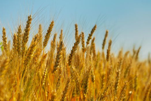 Golden wheat field with blue sky in background