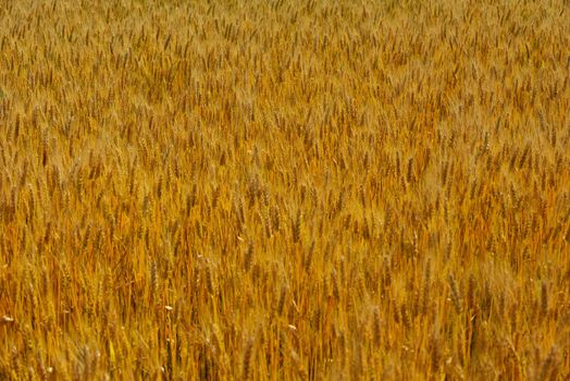 Golden wheat field with blue sky in background