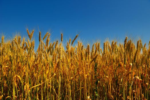 Golden wheat field with blue sky in background