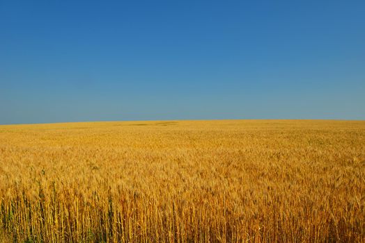 Golden wheat field with blue sky in background