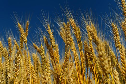 Golden wheat field with blue sky in background