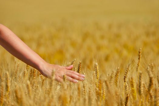 Hand in wheat field. Harvest and gold food agriculture  concept