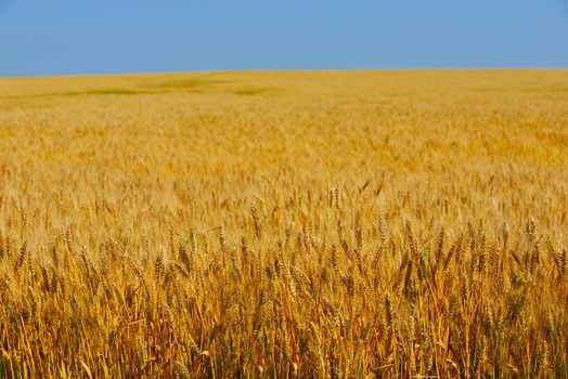 Golden wheat field with blue sky in background