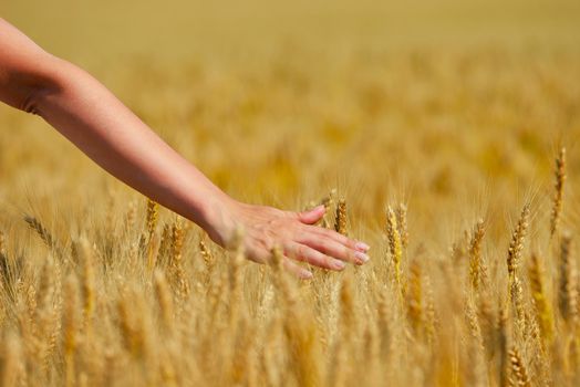 Hand in wheat field. Harvest and gold food agriculture  concept