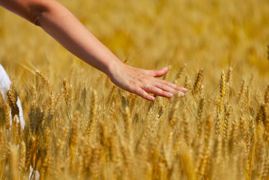 Hand in wheat field. Harvest and gold food agriculture  concept