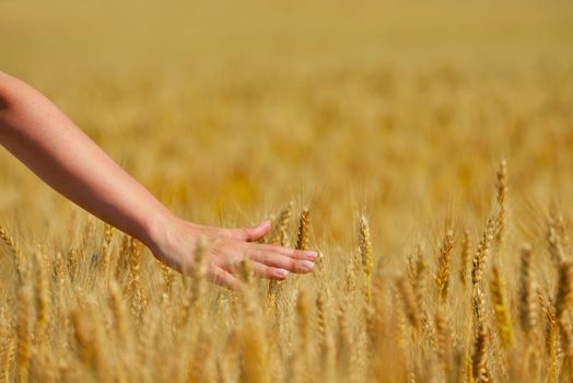 Hand in wheat field. Harvest and gold food agriculture  concept