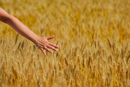 Hand in wheat field. Harvest and gold food agriculture  concept