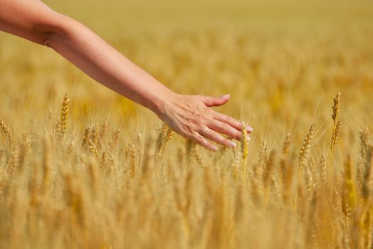 Hand in wheat field. Harvest and gold food agriculture  concept