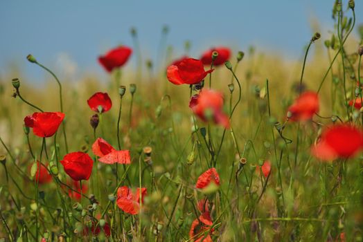 Field of Corn Poppy Flowers field background  Papaver rhoeas in Spring