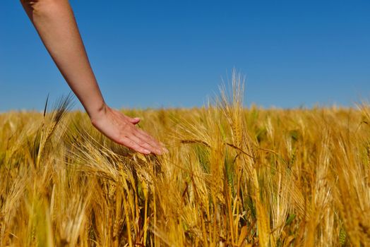 Hand in wheat field. Harvest and gold food agriculture  concept