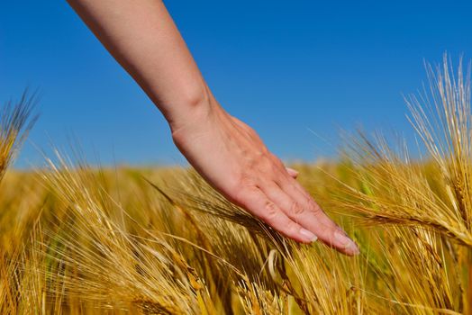 Hand in wheat field. Harvest and gold food agriculture  concept