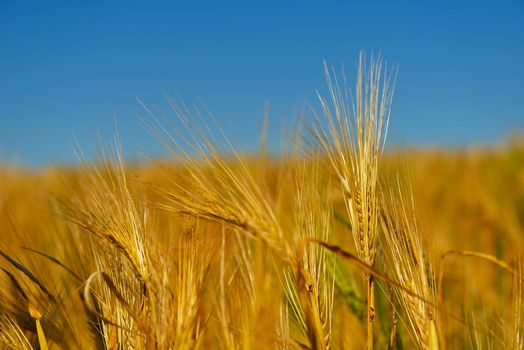 Golden wheat field with blue sky in background