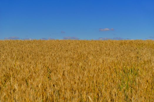 Golden wheat field with blue sky in background