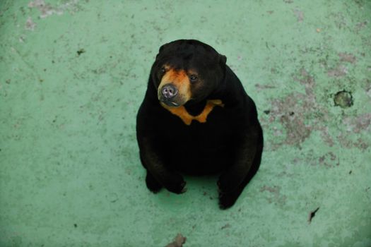 black wild bear in zoo 