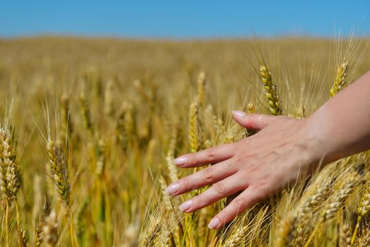 Hand in wheat field. Harvest and gold food agriculture  concept