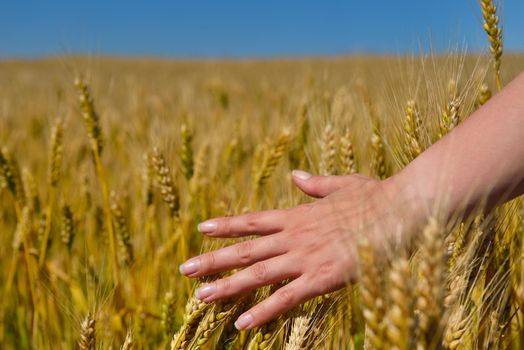 Hand in wheat field. Harvest and gold food agriculture  concept