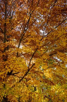 Autumn forest leaves on tree agains blue sky.