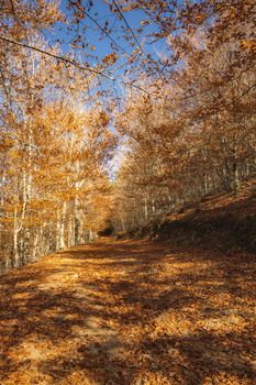 São Lourenço Beech Tree Forest, pathway leaves fall in ground landscape on autumnal background in November, Manteigas, Portugal.