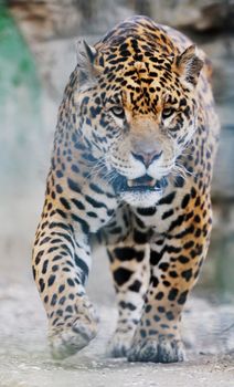 big wild cat animal in zoo