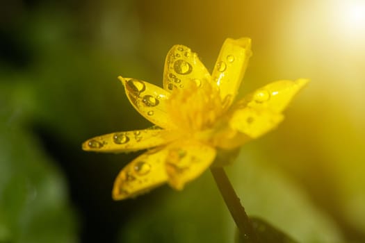 Yellow flowers grow on a flower bed in spring, beautiful light falls, place for text, selective focus, blurred background