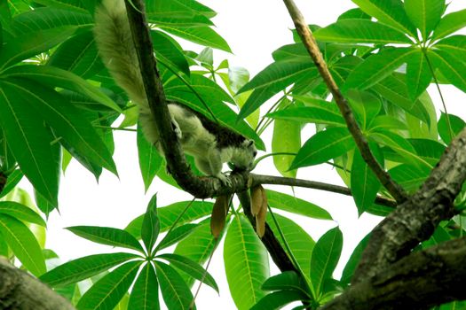 Variable squirrel a kind of squirrel That can be found everywhere in the Indochina region to Singapore. There is a great variety of colors. It is usually white and creamy to light yellow. until red or black all over or some may have multiple colors in the same