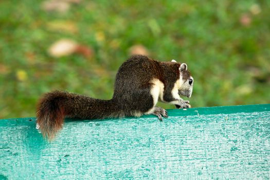 Variable squirrel a kind of squirrel That can be found everywhere in the Indochina region to Singapore. There is a great variety of colors. It is usually white and creamy to light yellow. until red or black all over or some may have multiple colors in the same