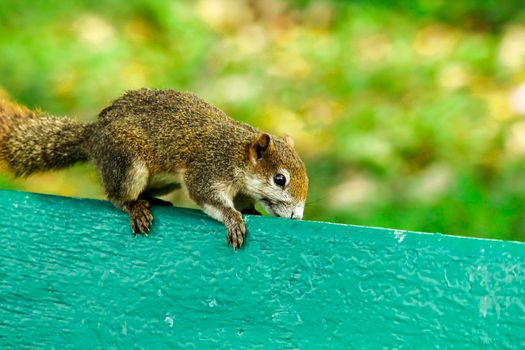 Variable squirrel a kind of squirrel That can be found everywhere in the Indochina region to Singapore. There is a great variety of colors. It is usually white and creamy to light yellow. until red or black all over or some may have multiple colors in the same