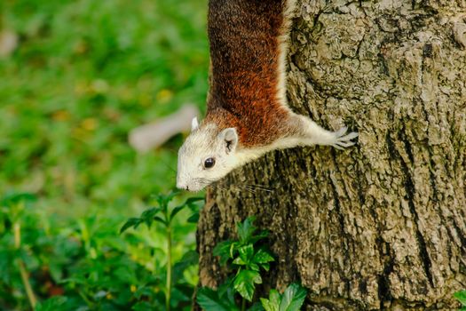 Variable squirrel a kind of squirrel That can be found everywhere in the Indochina region to Singapore. There is a great variety of colors. It is usually white and creamy to light yellow. until red or black all over or some may have multiple colors in the same