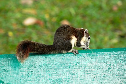 Variable squirrel a kind of squirrel That can be found everywhere in the Indochina region to Singapore. There is a great variety of colors. It is usually white and creamy to light yellow. until red or black all over or some may have multiple colors in the same