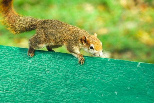 Variable squirrel a kind of squirrel That can be found everywhere in the Indochina region to Singapore. There is a great variety of colors. It is usually white and creamy to light yellow. until red or black all over or some may have multiple colors in the same