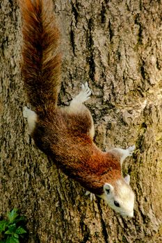 Variable squirrel a kind of squirrel That can be found everywhere in the Indochina region to Singapore. There is a great variety of colors. It is usually white and creamy to light yellow. until red or black all over or some may have multiple colors in the same