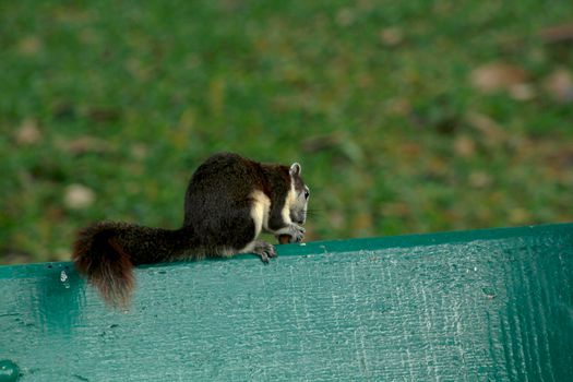 Variable squirrel a kind of squirrel That can be found everywhere in the Indochina region to Singapore. There is a great variety of colors. It is usually white and creamy to light yellow. until red or black all over or some may have multiple colors in the same