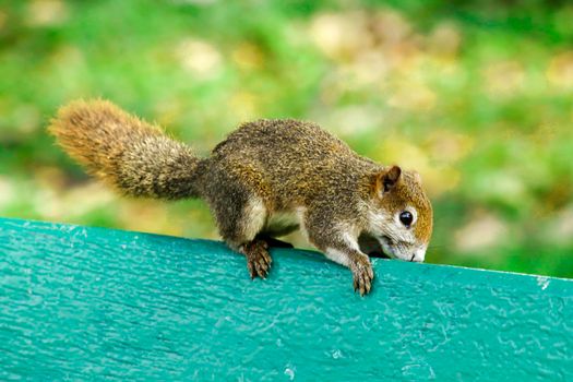 Variable squirrel a kind of squirrel That can be found everywhere in the Indochina region to Singapore. There is a great variety of colors. It is usually white and creamy to light yellow. until red or black all over or some may have multiple colors in the same