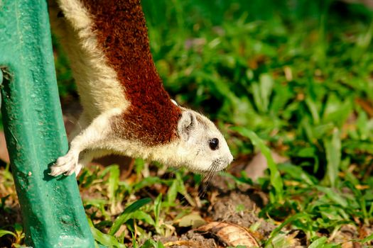 Variable squirrel a kind of squirrel That can be found everywhere in the Indochina region to Singapore. There is a great variety of colors. It is usually white and creamy to light yellow. until red or black all over or some may have multiple colors in the same