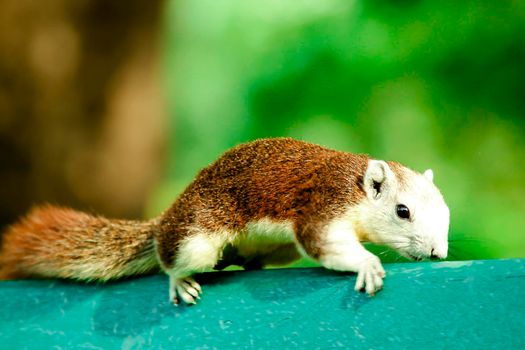 Variable squirrel a kind of squirrel That can be found everywhere in the Indochina region to Singapore. There is a great variety of colors. It is usually white and creamy to light yellow. until red or black all over or some may have multiple colors in the same