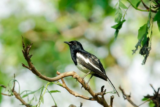 Oriental magpie robin is an insectivorous bird. It is not very large, about 18-20 cm long. The upper part of the body is shiny black.