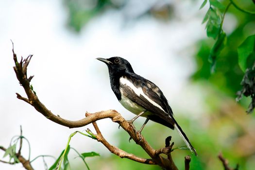 Oriental magpie robin is an insectivorous bird. It is not very large, about 18-20 cm long. The upper part of the body is shiny black.