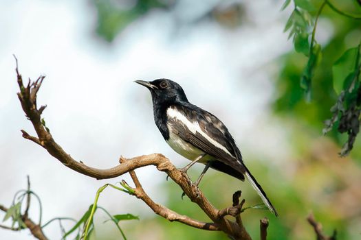 Oriental magpie robin is an insectivorous bird. It is not very large, about 18-20 cm long. The upper part of the body is shiny black.