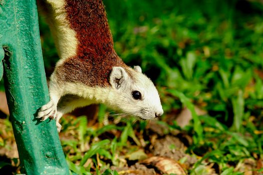 Variable squirrel a kind of squirrel That can be found everywhere in the Indochina region to Singapore. There is a great variety of colors. It is usually white and creamy to light yellow. until red or black all over or some may have multiple colors in the same