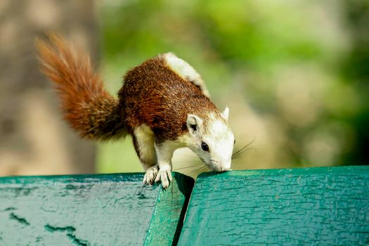 Variable squirrel a kind of squirrel That can be found everywhere in the Indochina region to Singapore. There is a great variety of colors. It is usually white and creamy to light yellow. until red or black all over or some may have multiple colors in the same