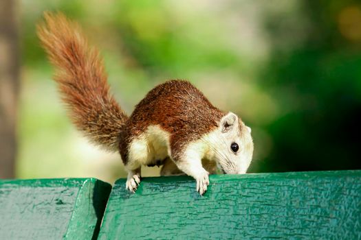 Variable squirrel a kind of squirrel That can be found everywhere in the Indochina region to Singapore. There is a great variety of colors. It is usually white and creamy to light yellow. until red or black all over or some may have multiple colors in the same