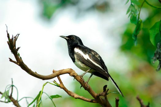 Oriental magpie robin is an insectivorous bird. It is not very large, about 18-20 cm long. The upper part of the body is shiny black.