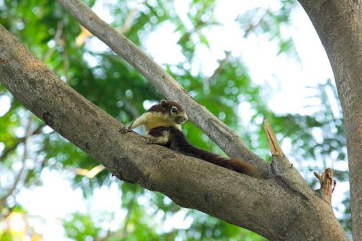 Variable squirrel a kind of squirrel That can be found everywhere in the Indochina region to Singapore. There is a great variety of colors. It is usually white and creamy to light yellow. until red or black all over or some may have multiple colors in the same