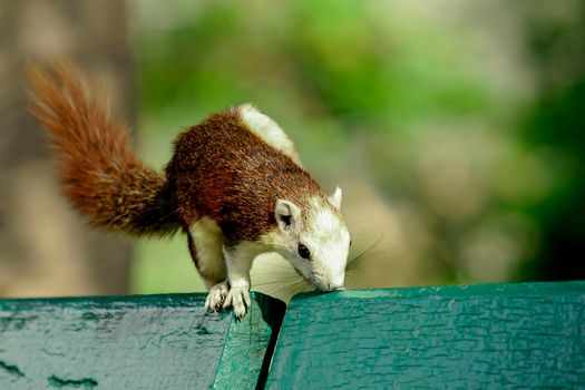 Variable squirrel a kind of squirrel That can be found everywhere in the Indochina region to Singapore. There is a great variety of colors. It is usually white and creamy to light yellow. until red or black all over or some may have multiple colors in the same